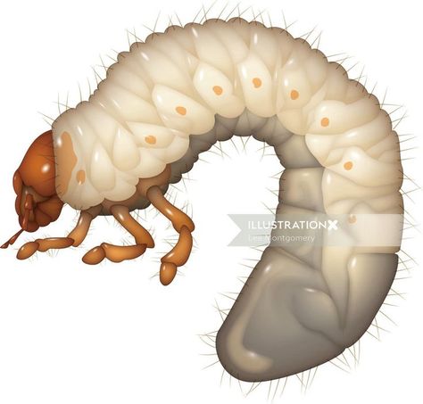 White Grub vector art Maggot Illustration, Maggot Art, Grub Illustration, Lee Montgomery, Layers Of Fear, Baby Bug, Pirate Woman, Monster Concept Art, Painting Projects