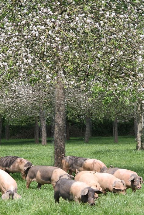 Saddleback pigs in the orchard Raising Pigs, Farm Business, Natural Pond, Farm Lifestyle, Natural Swimming Pool, Pig Farming, Farm Shop, Rare Breed, Down On The Farm