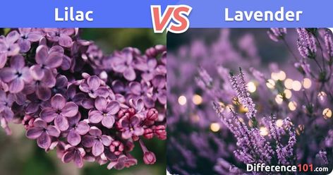 Lavender Vs Lilac, Lilac Vs Lavender, What Is The Difference Between, Free Svg Files, Beauty Review, Horticulture, Barber Shop, Lilac, Fashion Beauty