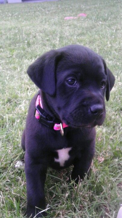 American Bullador puppy. This looks just like toby at 8 weeks minus the white bib!!! I want another Bullador! Miss Georgia, Black Lab Puppies, Lab Puppies, Pet Hacks, Black Lab, Mans Best Friend, 8 Weeks, Puppy Love, Dog Mom