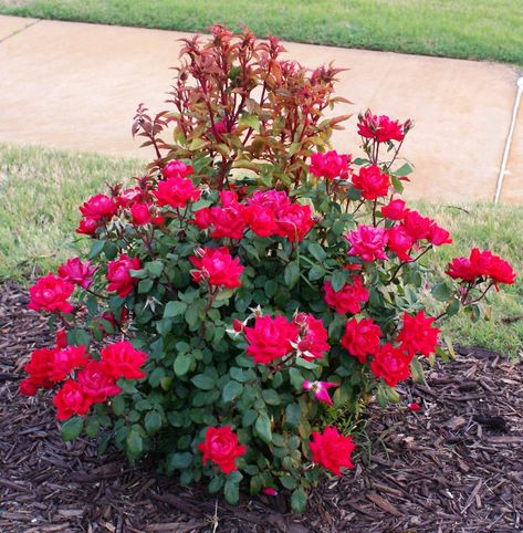 Healthy new growth on roses. Rosette Disease, Rose Diseases, Landscaping With Roses, Rose Care, Open Flower, Oklahoma State University, Growing Roses, Planting Roses, Plant Health