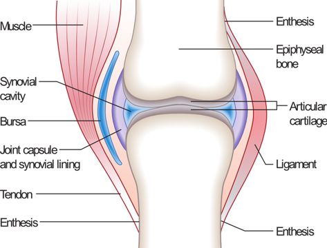 increase bone cartilage Bursitis Knee, Nerf Vague, Bursitis Hip, Synovial Fluid, Musculoskeletal System, Joints Pain Relief, Anatomy And Physiology, Knee Pain, Pain Relief