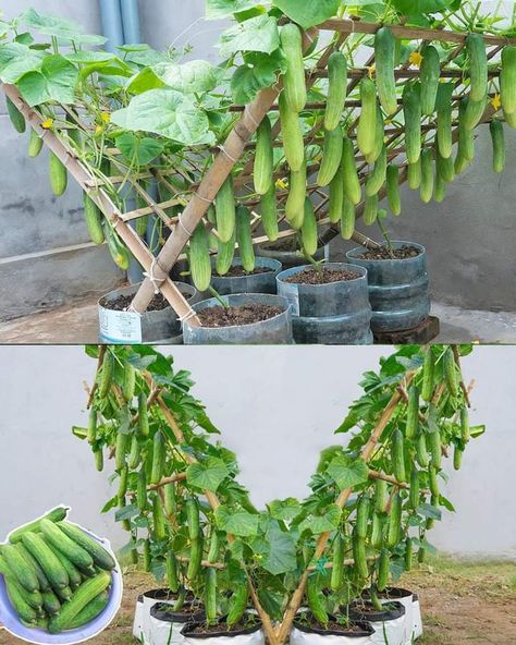 Growing In Pots, Plantarea Legumelor, نباتات منزلية, Growing Cucumbers, Veg Garden, Home Vegetable Garden, Garden Yard Ideas, Vegetable Garden Design, Food Garden