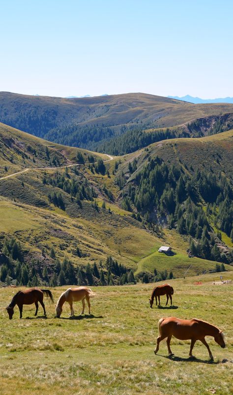 high horse pasture at 2000m, Merano, Trentino-Alto Adige High Horse, Western Life, Horse Aesthetic, Ranch Life, Gods Creation, Horse Life, Horse Farms, Horse Girl, Future Life