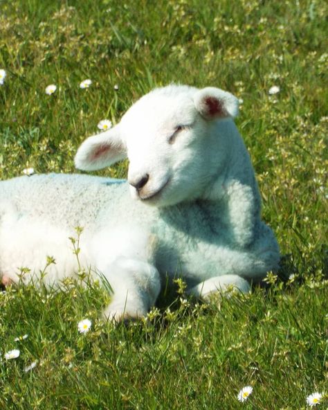 Lamb Laying Down, Cute Lamb Aesthetic, Sheep Astethic, Lamb Aesthetic, Lamb Wallpaper, Cute Lambs, Sleeping Lamb, Lamb Pictures, Spring Lambs