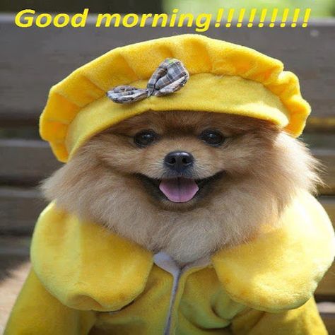 Good Morning cute animals adorable sleep dog puppy pets good morning cute animals pup happy dog pomeranian. pom Pom Wonderful, Spitz Pomeranian, Animal Dress Up, Dog Haircuts, Pomeranian Puppies, Pampered Pets, Pomeranian Dog, Sweet Dogs, Mellow Yellow