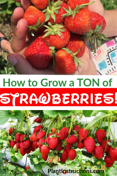 Growing Strawberries In Containers, Gemüseanbau In Kübeln, Strawberries In Containers, Easy Vegetables To Grow, Strawberry Garden, Growing Strawberries, Indoor Plant Care, Strawberry Plants, Home Vegetable Garden