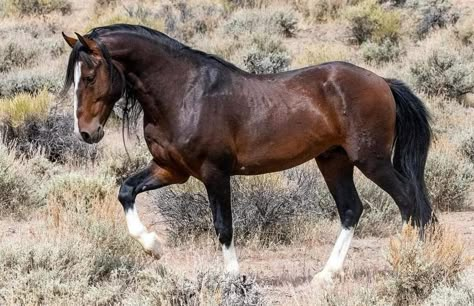 All Horse Breeds, Wild Stallion, Beautiful Horses Photography, Nevada Desert, Horse Inspiration, Mustang Horse, Bay Horse, Wild Mustangs, Most Beautiful Horses