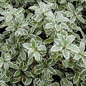 Pittosporum tenuifolium 'Marjorie Channon' (Variegated Kohuhu) (Brian likes these as shrubs Pittosporum Silver Sheen, Pittosporum Tenuifolium, Flower Identification, Flower Farmer, Garden Shrubs, Plant Images, Variegated Plants, White Gardens, Back Garden