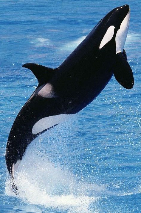 Pin by Dan Hernandez on Orcas | Orca whales, Whale pictures, Marine animals Ocra Whale, Orca Art, Whale Pictures, Sea Mammal, Underwater Animals, Beautiful Sea Creatures, Water Animals, Orca Whales, Most Beautiful Animals