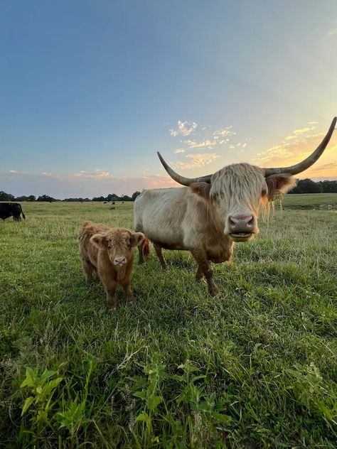 Luxury Nashville Farm Stay w/ Highland Cows! - Farm stays for Rent in Cheatham County, Tennessee, United States - Airbnb Cows Farm, Cow Farm, Highland Cows, Farm Stay, Highland Cow, For Rent, Nashville, Tennessee, Cow