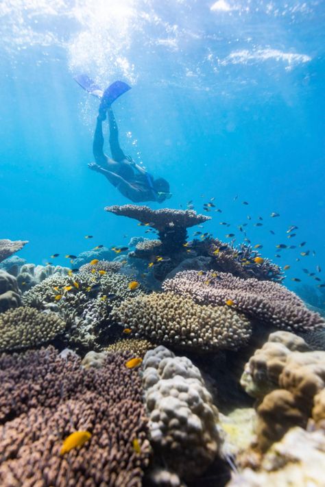 Snorkeling Great Barrier Reef, Dream Activities, Mermay 2023, Great Barrier Reef Snorkeling, Snorkeling Pictures, Grey Reef Shark, Barrier Reef Australia, Life Upgrade, Cairns Australia