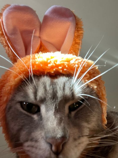 #cute Cats With Bunny Ears, Bunny Ears, Bunny Ear, Cute Animals, Kitty, Animals, Quick Saves