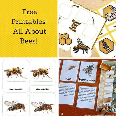 Learning About Bees - Trillium Montessori Learning About Bees Preschool, Bee Science Fair Projects, Bee Montessori Activities, Bees Kindergarten Activities, Bee Inquiry Kindergarten, Bee Lessons For Kids, Bee Unit Preschool, Bee Learning Activities For Kids, Bee Lessons For Preschoolers