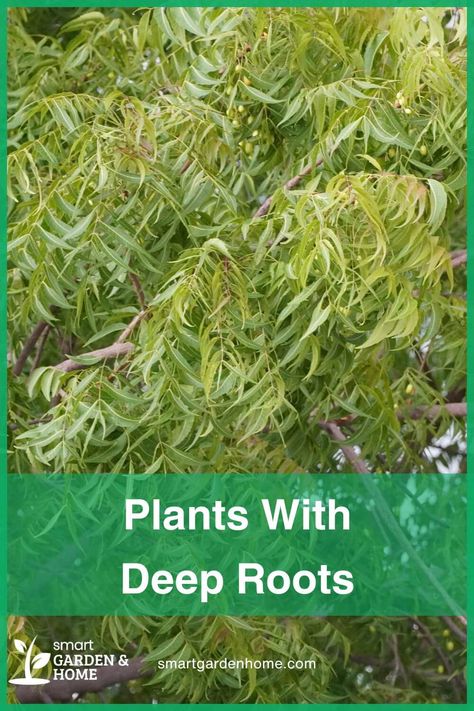 Discover the strength of deep-rooted plants!

They anchor soil, fight erosion & even boost your mood!

Elevate your garden with these resilient beauties! Soil Erosion Pictures, Erosion Plants, Composting Methods, Cedrus Deodara, Growing Organic Tomatoes, Soil Erosion, Carbon Sequestration, Erosion Control, Garden Compost