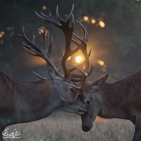 Beautiful Wildlife, Red Deer, Whitetail Deer, Animal Friends, Candy Canes, Sweet Animals, Animal Planet, Forest Animals, Animal Photo