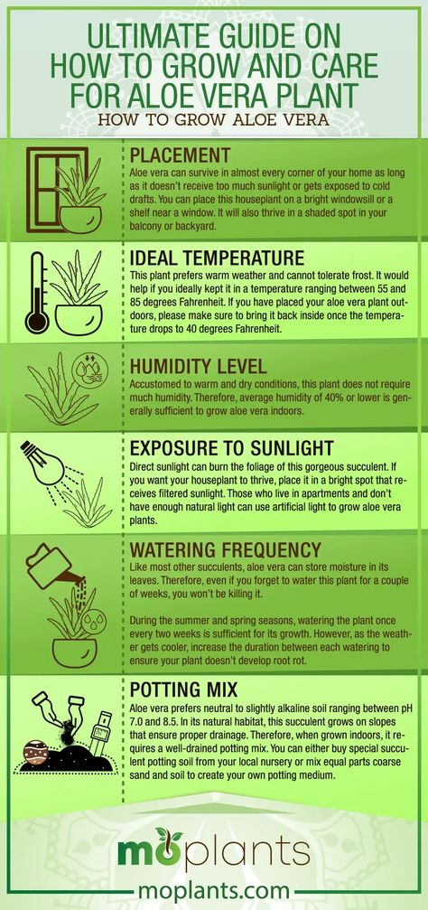 Ultimate Guide on How to Grow and Care for Aloe Vera Plant - Mo Plants Save Aloe Vera Plant, Aloe Vera Growing Tips, Best Soil For Aloe Vera Plant, Saving Aloe Vera Plant, How To Care For Aloe Vera Plant Indoors, Harvesting Aloe Vera Plant, Aloe Vera Plant Care Indoor, How To Use Aloe Vera Plant, How To Grow Aloe Vera