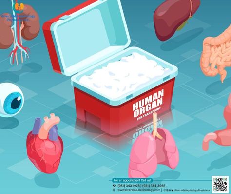 What are Organ Donation and Transplantation? Organ Donation Poster, Heart Valves, Middle Ear, Human Organ, Organ Transplant, All Eyez On Me, When Someone Dies, Organ Donor, Organ Donation