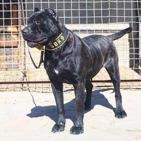 Bandog Dogs, Cane Corsos, Mastiff Mix, Presa Canario, Pretty Dogs, Dog Gear, Mixed Breed, Working Dogs, Big Dogs