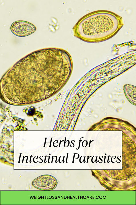 Herbs for Intestinal Parasites Herbs For Parasites, Anti Parasitic Herbs, Intestinal Parasites, Parasite Cleanse, Healthcare Professionals, Health Care, Herbs, Health