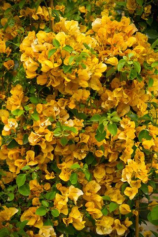 Lush Bougainvillea Varieties Monrovia Plants, Patio Trees, Plant Catalogs, Ornamental Trees, Flowers Perennials, Climbing Plants, Bougainvillea, Gold Rush, Tropical Garden