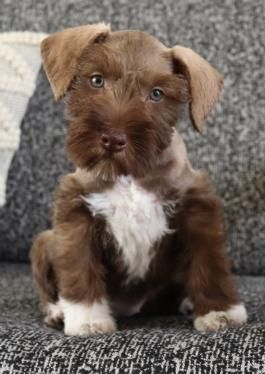 Teacup Schnauzer Puppies, Chocolate Miniature Schnauzer, Miniature Schnoodle Puppies, Toy Schnauzer Puppies, Schnauzer Poodle Mix Dogs, Mini Schnauzer Puppies For Sale Near Me, Mini Snauzers, Aesthetic Dog Stuff, Miniature Schnoodle