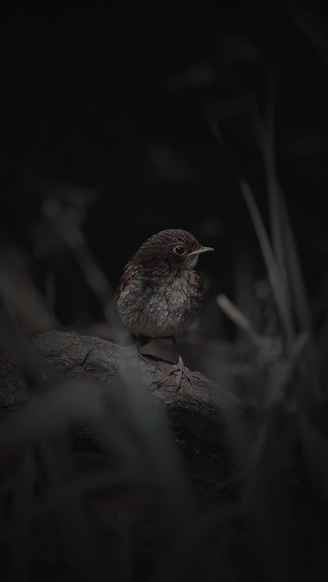 Aesthetic edits with Prequel and Lightroom apps England Nature, Forest Birds, Marvel Wallpaper Hd, Wild Animal Wallpaper, Qhd Wallpaper, Best Nature Images, Phone Wallpaper Boho, Iphone Wallpaper Stills, Scenic Wallpaper