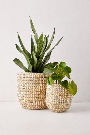 Plant Care For Beginners — black & blooms Ruangan Studio, Natural Baskets, Best Indoor Plants, Basket Planters, Houseplants Indoor, Plant Basket, Jade Plants, Woven Baskets, House Plants Decor