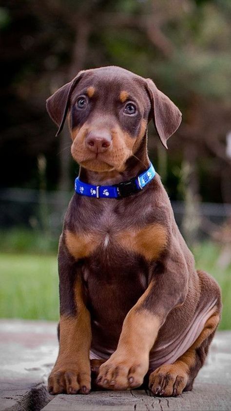 Perro Doberman Pinscher, Protective Dog Breeds, Doberman Pinscher Puppy, Protective Dogs, Doberman Love, Doberman Pinscher Dog, Doberman Puppy, Doberman Dogs, Dog Help