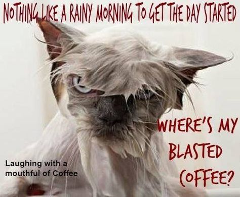 NOTHING LIKE A RAINY MORNING TO GET THE  DAY STARTED.  WHERE'S MY BLASTED COFFEE? Rainy Day Quotes, Coffee Jokes, Funny Motivational Quotes, Rainy Morning, Wet Cat, Angry Cat, Cat Facts, Funny Cat Memes, Funny Animal Pictures