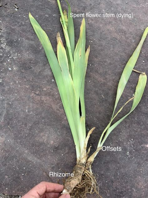 it Thinning Iris Bulbs, Iris Flowers Garden, Growing Irises, Iris Rhizomes, Storing Water, Creative Flower Arrangements, Hummingbird Garden, Iris Garden, Garden Bulbs