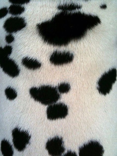 Spotty Dog, 101 Dalmations, Cruella Deville, Modern Disney, 101 Dalmatians, Disney Aesthetic, Disney Villains, Dalmatian, Beauty And The Beast