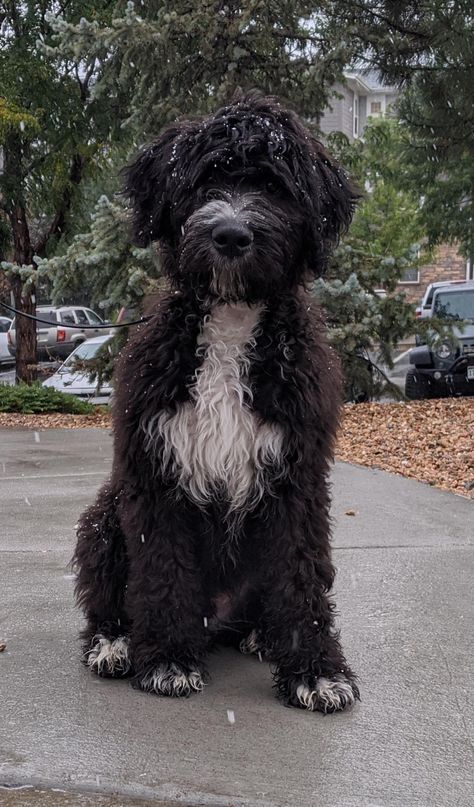 Aussiedoodle Aesthetic, Bernedoodle Black And White, Black Bernedoodle, Bernedoodle Black, Bernadoodle Puppy, Mini Bernedoodle, Vision 2025, Portuguese Water Dog, 16 Weeks