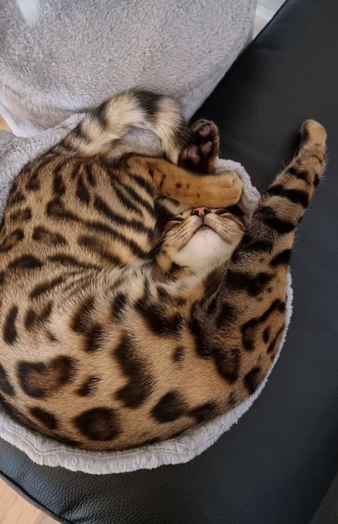 Gato Bengali, Bengal Kitten, Top Cat, Söt Katt, Silly Cats Pictures, Pretty Animals, Cute Animals Images, Exploring The World, Bengal Cat