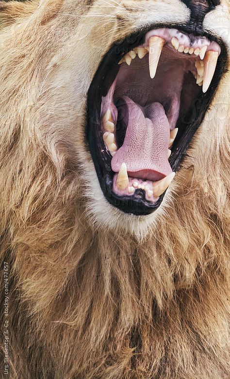 Lion Astethic, Lion Aesthetic, Animal Mouth, Angry Lion, Lion Photography, Lion Images, Lion Pictures, Lion Face, Walk On The Wild Side