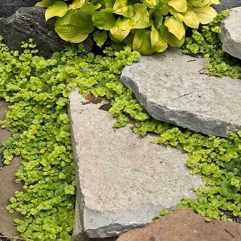 Lysimachia Nummularia, Perennial Ground Cover, Fast Growing Evergreens, Creeping Jenny, Best Perennials, Plants Growing, Shade Perennials, Ground Cover Plants, Perennial Garden