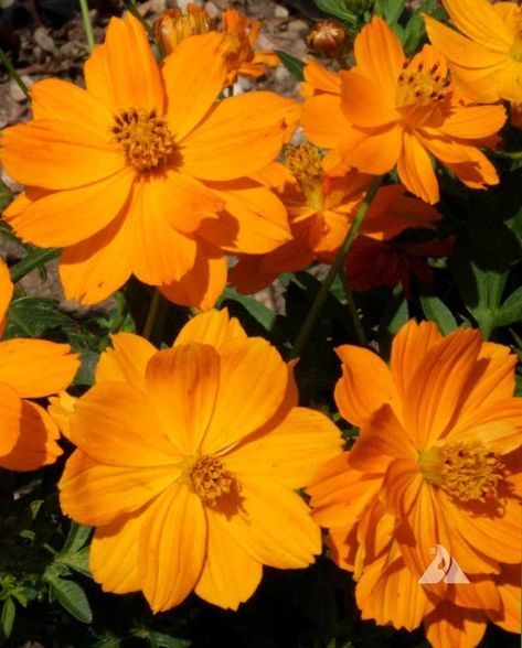 Sulphur Cosmos, Dwarf Orange (Cosmos sulphureus) Annual Flowers Seed Sulphur Cosmos, Cosmos Sulphureus, Orange Cosmos, Cosmos Plant, Colorful Texture, Wild Bees, Golden Yellow Color, Attracting Bees, Pollinator Garden