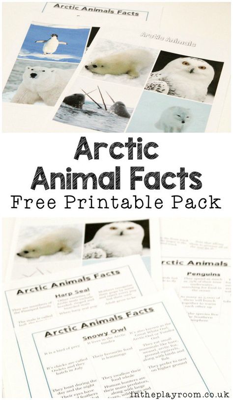 Polar Animals Preschool Activities, Animals Preschool Activities, Polar Animals Preschool, Arctic Animals Preschool, Arctic Habitat, Animal Facts For Kids, Husky Corgi, Animals Preschool, Winter Unit