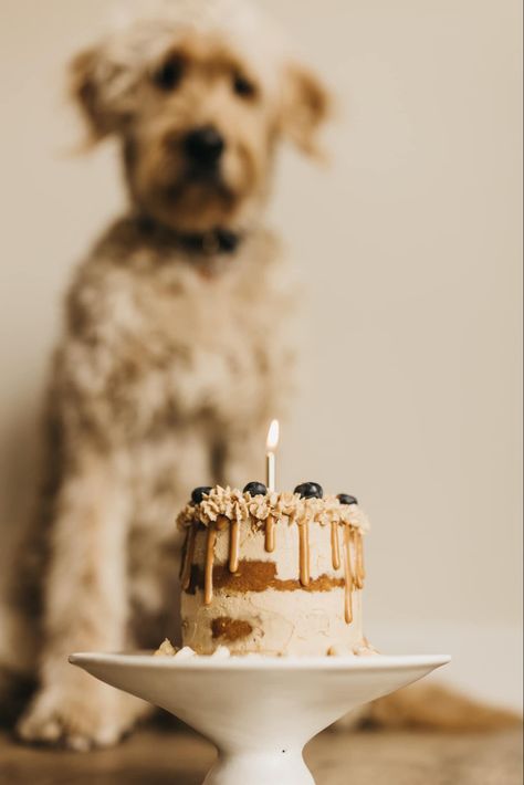 Dog Birthday Cake Photoshoot, Dog Birthday Cake Aesthetic, Dog 1 Year Birthday Photo, Dog One Year Birthday Photos, First Puppy Birthday, Dog Birthday Party Photo Shoot, Dogs 1st Birthday Photoshoot, Dog First Birthday Photo Shoot, Dog Bday Photoshoot