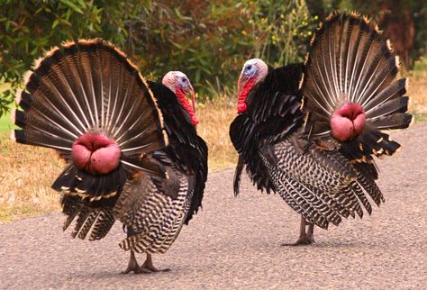 baboon butt turkeys Turkey Breeds, Turkey And Stuffing, Raising Turkeys, Turkey Farm, Hybrid Animals, Turkey Hill, Camera Pics, Game Fowl, Potty Time