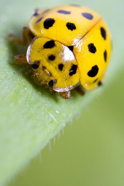 Yellow Ladybug | andregoncalvesphoto.blogspot.com/ | André Gonçalves | Flickr Nails Ladybug, Tattoo Ladybug, Ladybug Images, Ladybug On Flower, Ladybug Photography, Ladybug Meaning, White Ladybug, Ladybug Nails, Yellow Ladybug