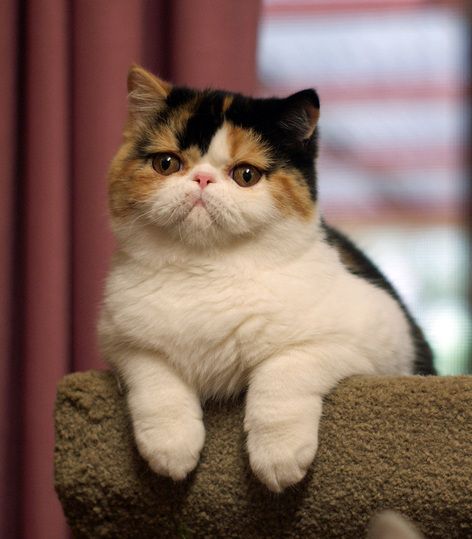 Exotic Cat Breeds, Flat Faced Cat, Kitten Breeds, Hybrid Cat, Trendy House, Exotic Shorthair Cat, Persian Cats, Tiny Cats, Shorthair Cat