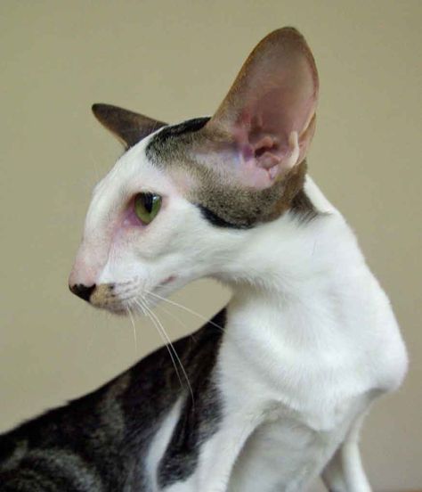 Dobby Cat, Amun Ra, Cat Language, Cornish Rex, Shorthair Cat, Devon Rex, Hairless Cat, Animal Cat, View Photo