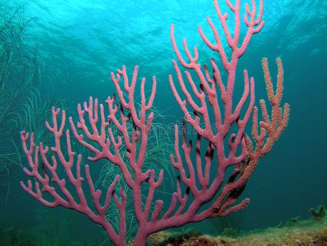 Coral Reef. This image was taken off the beach in Pompano beach, Florida. A plac #Sponsored , #SPONSORED, #Ad, #Reef, #Florida, #plac, #image Coral Reference, Coral Reference Photo, Great Coral Reef, Reef Photography, Coral Photography Underwater, Reef Animals, Coral Images, Ocean Coral Reef, Coral Under The Sea