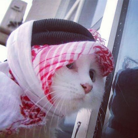 Cute kitty in Saudi Arabian ghutra Cat Dressed Up, Animal Dress Up, Estilo Hijab, Funny Cat Compilation, Silly Cats Pictures, Cat Dresses, Dessin Adorable, Cat Aesthetic, Funny Cute Cats