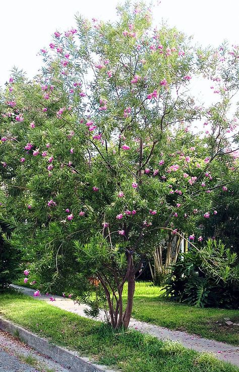 Chilopsis linearis 7b-11 H 30 W 25 Desert Willow Tree, Desert Willow, Rainy Winter, Drought Tolerant Garden, Street Trees, Backyard Renovations, Yard Work, Willow Tree, Plant Nursery