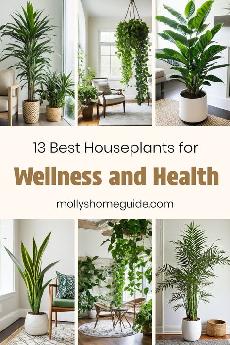 Best Plants For Apartments, Plants Air Purifying Indoor, Easy To Maintain Indoor Plants, Plants To Clean Indoor Air, Air Filtering Plants Houseplants, Plant Air Purifier Indoor, Plants For Clean Air At Home, Indoor Plant Guide, Best Inside Plants