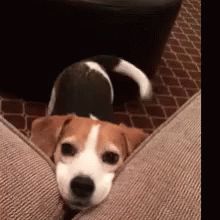 Dog Tail Wagging GIF - Dog TailWagging Happiness - Discover & Share GIFs Good Morning Dog, Dog Animation, Cute Little Puppies, Smiling Dogs, Puppies Funny, Little Puppies, Hound Dog, Dog Gifs, Happy Dogs