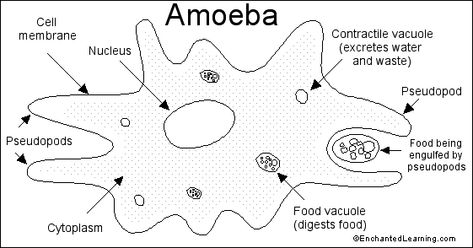 amoeba -- CC C1, Wk3 Biology Diagrams, Pediatric Medicine, Plant And Animal Cells, Cells Project, 1st Grade Science, Science Notes, Classical Conversations, Study Help, Educational Worksheets