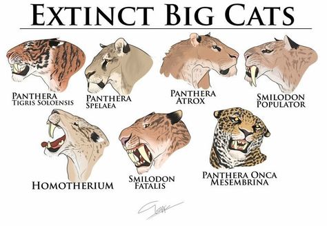 10 Animals, The Big Three, Prehistoric Wildlife, Prehistoric World, Big Cats Art, Ancient Animals, Paleo Art, Big Three, Extinct Animals